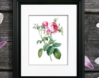 Redoute Rose Print, Vintage Botanical Art, Pink Rose Decor