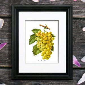 Grapes Art Print no. 1, unframed Kitchen decor, French fruits botanical print, raisin making grapes, grapes kitchen decoration, grapes decor
