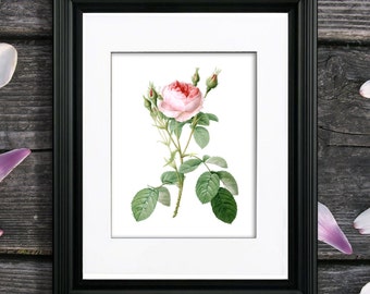 Redoute Rose Botanical Print, Pink Floral Wall Art