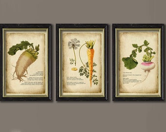 Voedingsprints wortelgroenten, set van 3, vintage keukendecor