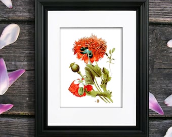 Red Poppy Botanical Print, Natural History Illustration