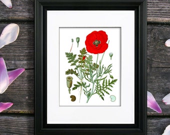 Red Poppy Botanical Print, Papaver Opium, Vintage Floral Wall Art
