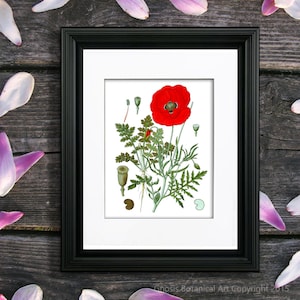 Botanical Art Print Red Poppy Wall Art Print #3  , Red flower wall art, Papaver Opium Poppy home decor art print, GnosisBotanical Art