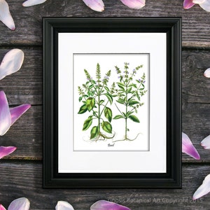 Basil Herb Art Print no. 1 Kitchen Wall Art, Herb art print Kitchen Decor, Gift for Chef, Gift for Her, Italian Kitchen Decor, herb wall art
