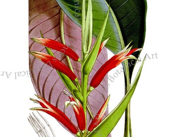Heliconia Flower Print, Tropical Botanical Art, Island Decor