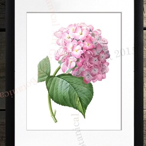 Pink Hydrangea art Print #2, vintage flower art, Cottage wall art,  French wall art, antique wall art Flower decor Flower print Garden print