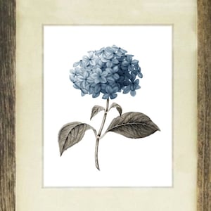 Blue Hydrangea Flower #5 Wall Art Print, Gift for Mom, Gift for Her, Living Room Decor, Vintage Botanical Art, Housewarming gift idea