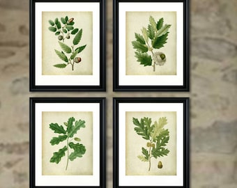 Oak Leaf Botanical Art Prints Set – Vintage Style, Unframed