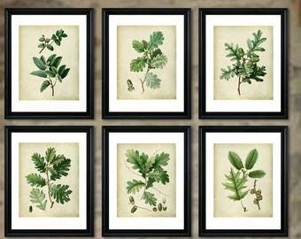 Vintage Botanical Art, Green wall Decor, Oak Leaf Prints set of 6 unframed prints