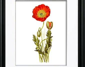 Red Poppy Botanical Print, Vintage Style Flower Wall Art