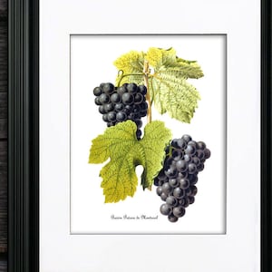 vineyard decor, Grapes Art Print no. 2, unframed Kitchen decor, French fruits botanical print, wine making grapes, grapes kitchen decoration