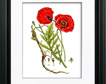 Red Poppy Botanical Art Print, Summer Wall Decor