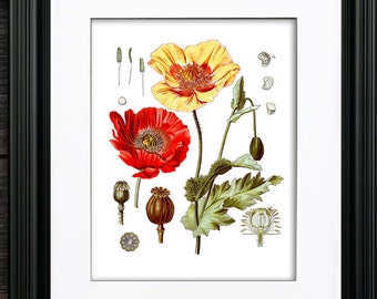 Kohler Botanical Red Poppy Wall Art Print #2  , Red and yellow flower wall art, summer nature home decor art print, GnosisBotanical Art