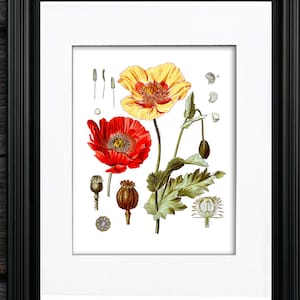 Kohler Botanical Red Poppy Wall Art Print #2  , Red and yellow flower wall art, summer nature home decor art print, GnosisBotanical Art