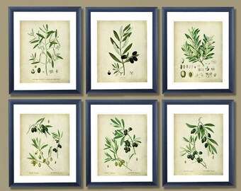 Olive Botanical Prints Set, Vintage Kitchen Wall Art