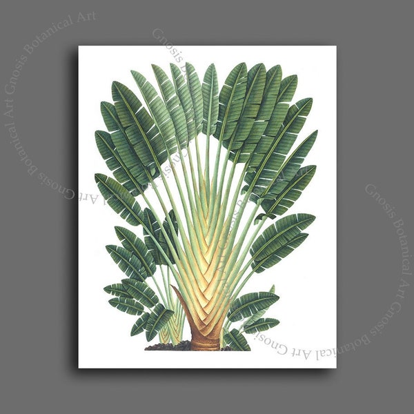 Palm Tree art print #1 Green Wall Art Print, Art botanique, Décoration tropicale, Art botanique, 8x10"Gnosis Botanical Art