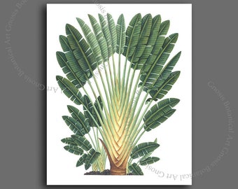 Palm Tree Botanical Art Print, Tropical Home Decor