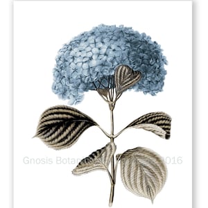 Blue Hydrangea Flower #6 Wall Art Print, Gift for Mom, Gift for Her, Living Room Decor, Vintage Botanical Art, Housewarming gift idea
