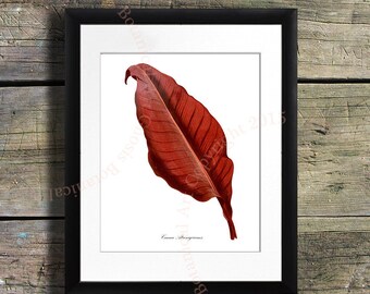 Rode tropische bladprint, vintage botanische illustratie