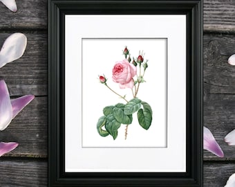 Redoute Pink Rose Botanical Art Print, Unframed