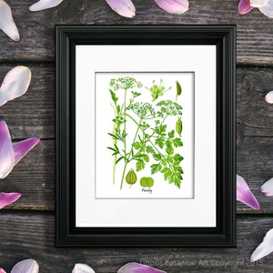 Petersilie Kraut Kunst Druck Nr. 7 Küche Wand Kunst Küchenkraut drucken, Geschenk für Mutter, Geschenk für sie, Küche Kraut drucken, Küche Kraut Diagramm
