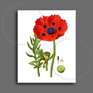 Red Poppies Wall Art set of 12 Red Poppy Prints Summer Fall Decor Botanical wall art, Veterans Day Poppy Day Decor image 5