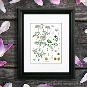 Cilantro Herb Art Print no. 4 Kitchen Wall Art Culinary Herb Kitchen Decor, Gift for Mom, Gift for Her, Kitchen Decor, Gourmet Decor
