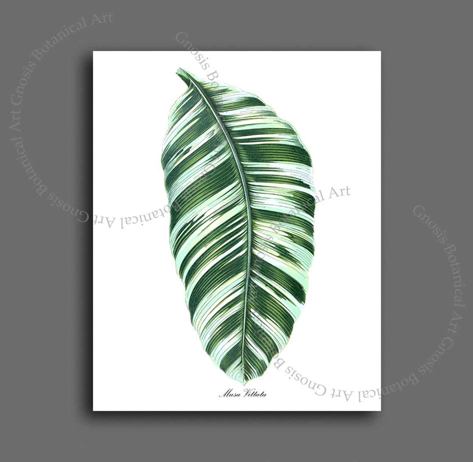 Hoja de plátano Imprimir arte sin marco decoración de pared Etsy España