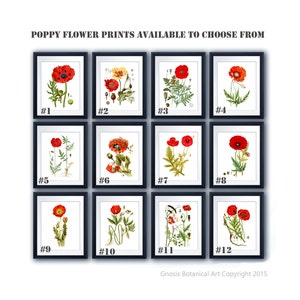 Red Poppies Wall Art set of 12 Red Poppy Prints Summer Fall Decor Botanical wall art, Veterans Day Poppy Day Decor image 2