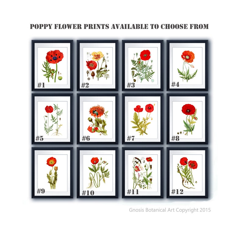 Red Poppies Wall Art set of 12 Red Poppy Prints Summer Fall Decor Botanical wall art, Veterans Day Poppy Day Decor image 2