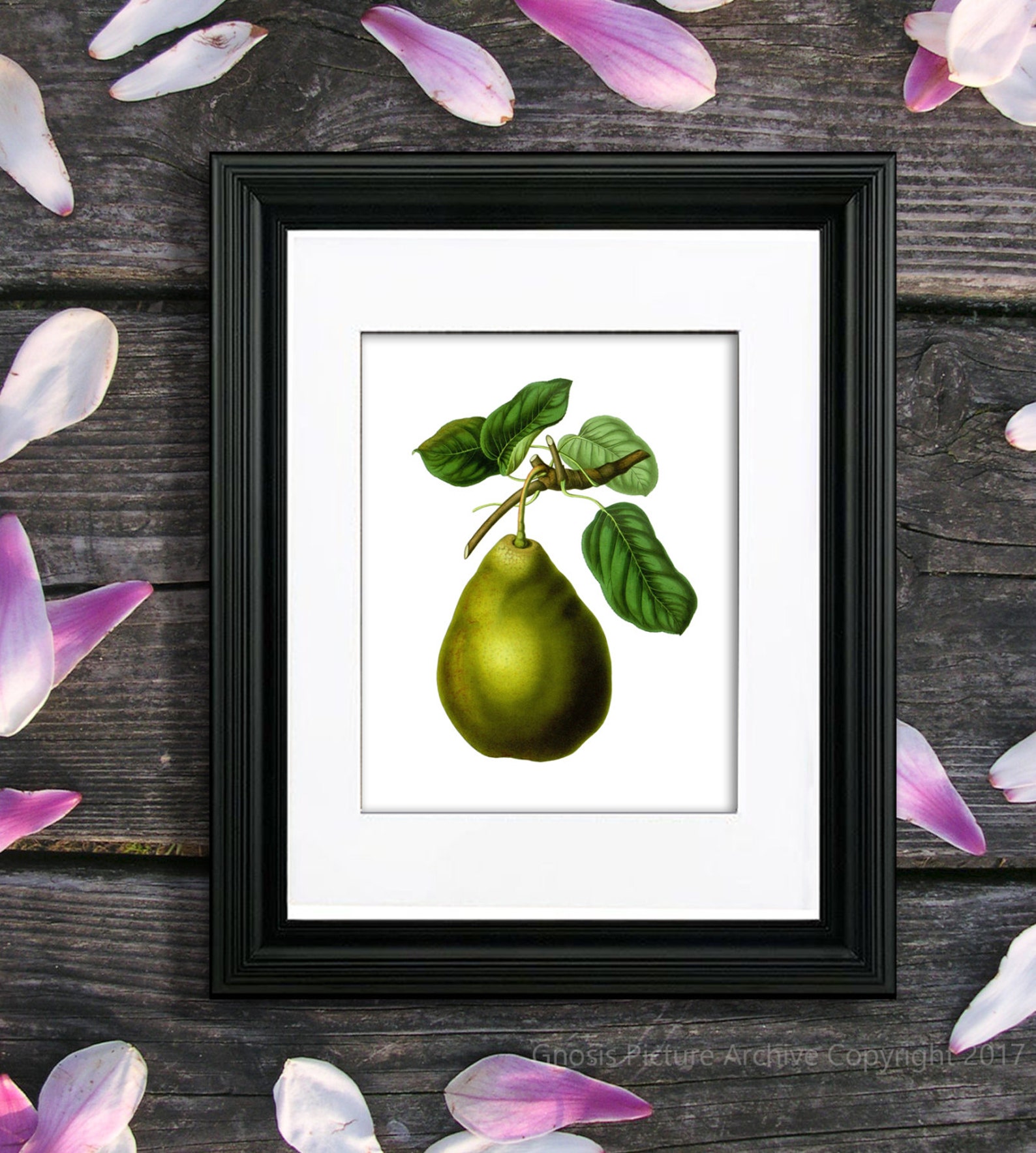 Pear Print No. 4 Unframed Pear Wall Art Pear Kitchen Art Etsy