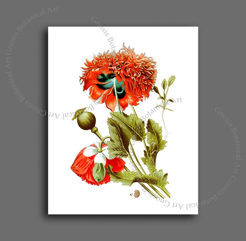 Red Poppies Wall Art set of 12 Red Poppy Prints Summer Fall Decor Botanical wall art, Veterans Day Poppy Day Decor image 3