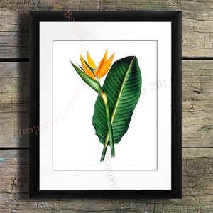 Bird-of-Paradise print #1 Art Print, Botanical Art, Tropical Fruit Art Decor, Kitchen Art Print, Botanical art, 9th Wedding Anniversary Gift