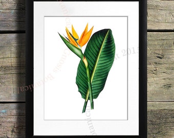 Paradiesvogel Kunstdruck, Botanische Illustration, Tropisches Dekor