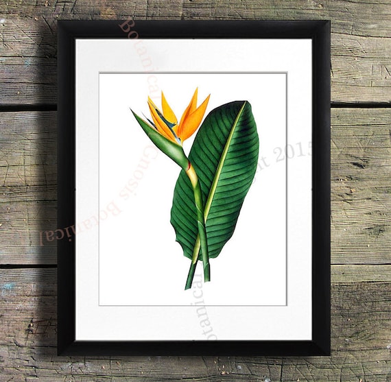 Bird-of-Paradise Art Print, Botanical Illustration, Tropical Decor