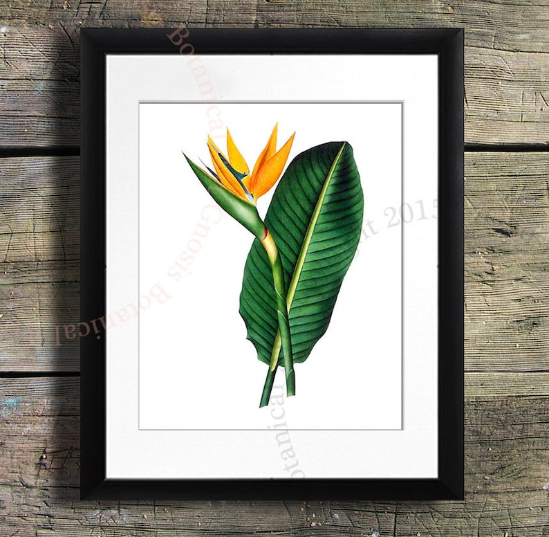 May include: A framed botanical illustration of a bird of paradise flower with orange and yellow petals and green leaves.