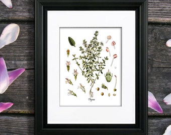 Thymian Kräuter Kunstdruck, Kunstdruck, Küchendekoration