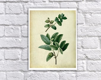 Oak Leaf Art Print – Vintage Botanical Illustration (Unframed)