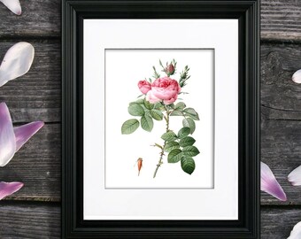 Redoute Rose Botanical Print, Pink Floral Wall Art