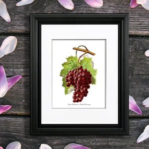 Grapes Art Print no. 3, unframed Kitchen decor, French fruits botanical print, wine making grapes, grapes kitchen decoration, grapes decor
