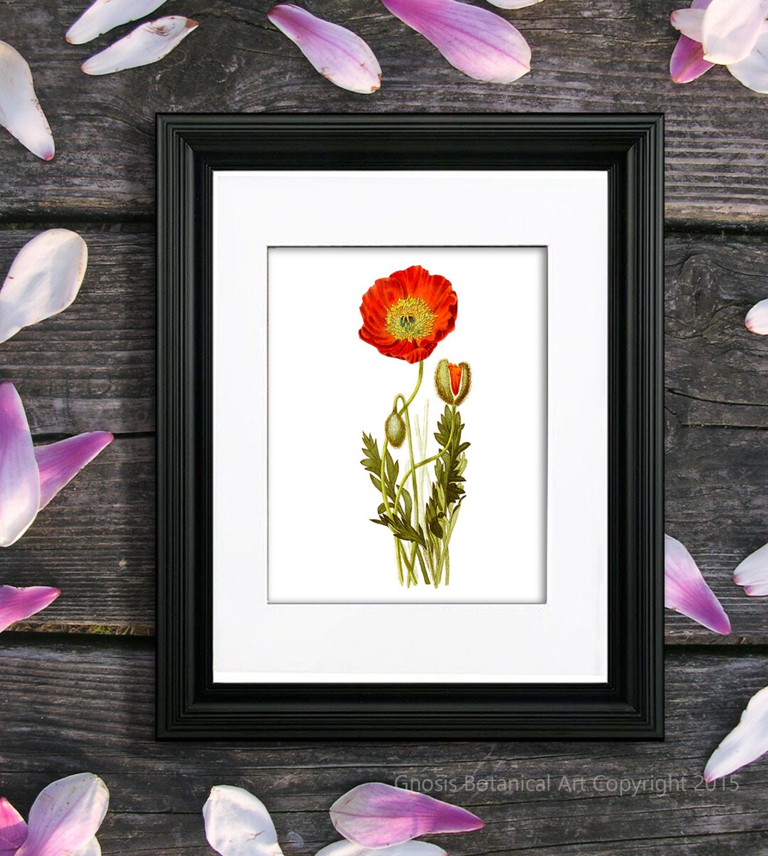 Red Poppy Botanical Print, Vintage Style Flower Wall Art - Etsy