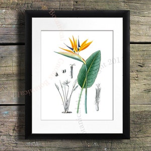 Bird-of-Paradise print #2 Art Print, Botanical Art, Green Orange South Africa crane flower, Botanical art, 8x10&quot; Gnosis Botanical Art