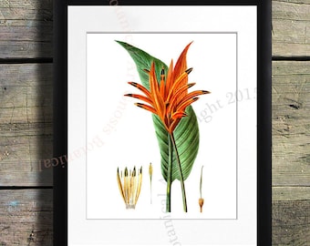 Heliconia Flower Art Print, Vintage Botanical Illustration, Tropical Decor (8x10)