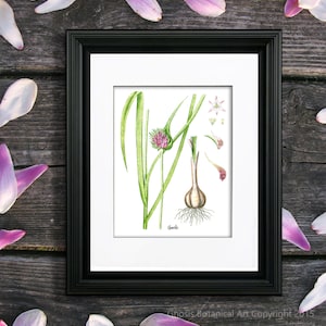 Garlic Herb Art Print no. 8 Kitchen herb prints, Watercolor herb prints, Kitchen Decor, Gift for Mom, Gift for cook, Kitchen Herb Chart