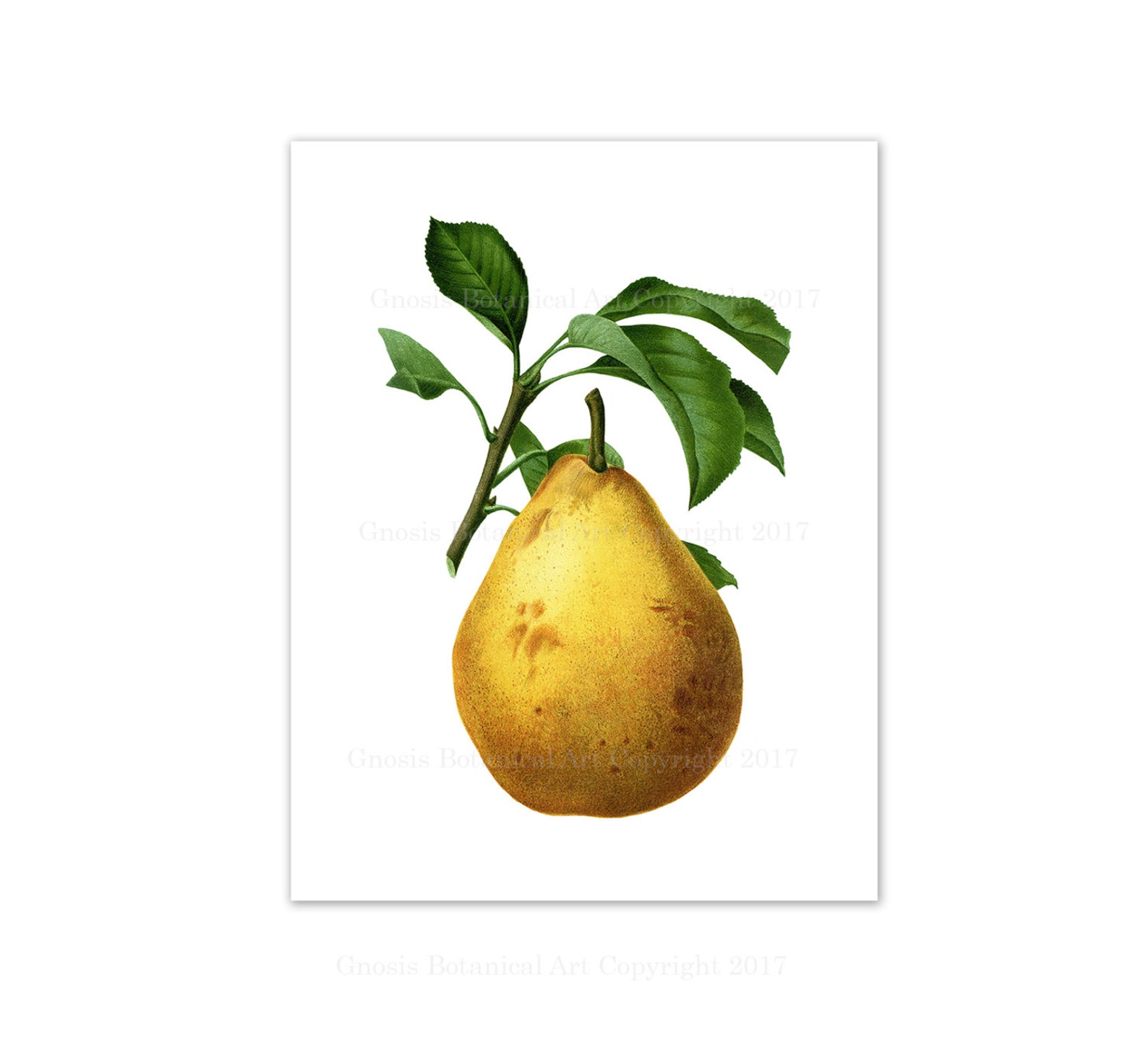 Pear Print No. 6 Unframed Pear Wall Art Pear Kitchen Art Etsy