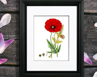 Red Poppy Botanical Print, Vintage Flower Wall Decor