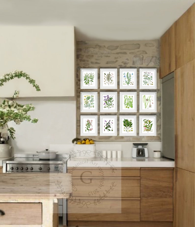 Sage Herb Art Print No. 6 Kitchen Wall Art Culinary Herb Etsy