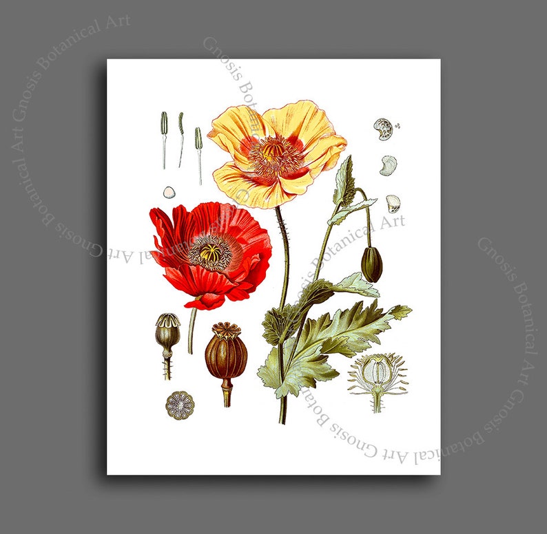 Red Poppies Wall Art set of 12 Red Poppy Prints Summer Fall Decor Botanical wall art, Veterans Day Poppy Day Decor image 4