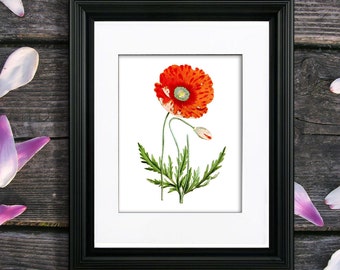 Red Poppy Botanical Print, Vintage Natural History Illustration
