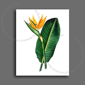 May include: A vintage botanical illustration of a Bird of Paradise flower with a single bloom and two large green leaves.